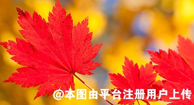 头发种植手术安不安全 能维持多久