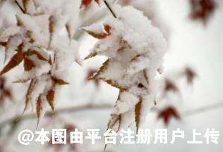 萧楚河