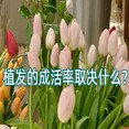 植发毛囊的存活率跟医生技术有关吗